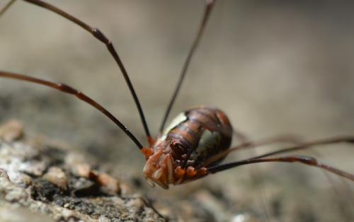 Dasylobus argentatus